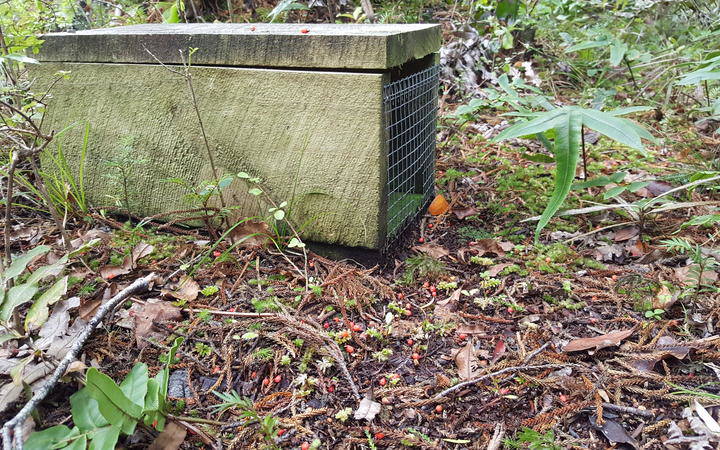 Pest trap